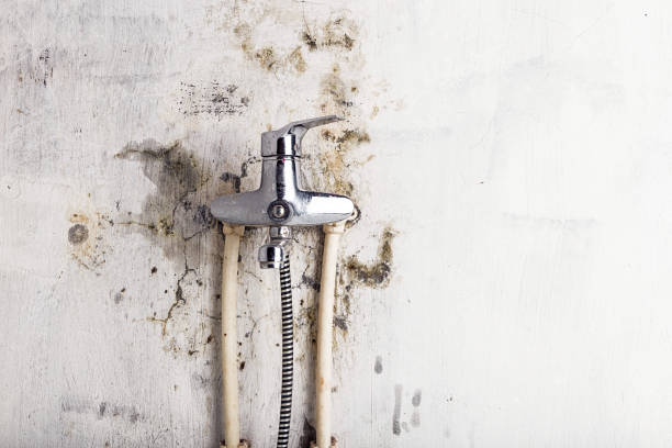 Best Kitchen Mold Remediation in West Athens, CA